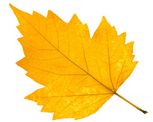 feuille sèche sur fond blanc 