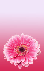 Pink gerbera flowers, gradient background. Daisy family.