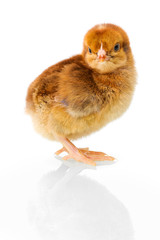 Obraz premium Brown newborn chicken on reflective white