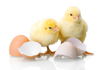 Yellow newborn chickens with egg shells