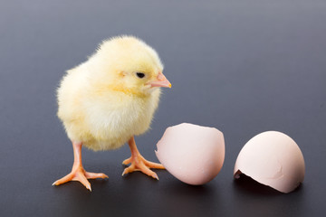 Yellow newborn chicken with egg shells
