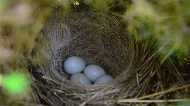Birds Nest with eggs.
