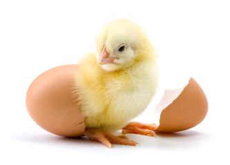 Fototapeta Yellow chicken hatching from egg obraz