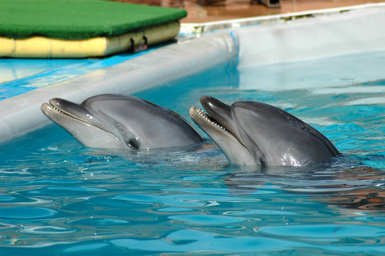 Dolphins in pool
