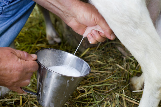 Goat Milking