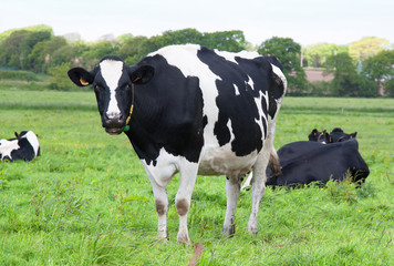 Vaches Holstein en pature © guitou60