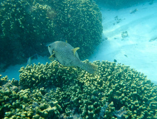 Fototapeta premium Maldivian Fish