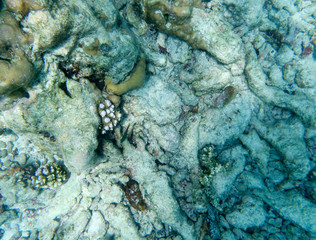 Maldives underwater scene