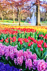 Spring landscape with hyacinths and multicolor tulips