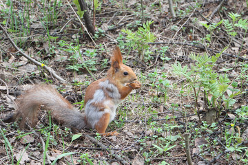 The fading red squirrel in the spring wood gnawing a forage