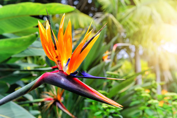 Fototapeta na wymiar Strelitzia Reginae closeup (bird of paradise flower). Madeira is