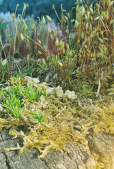 Macro garden made from moss and houseleek