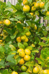 Ripe lemons hanging on a tree