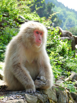 岩の上に座っている猿 (ニホンザル)