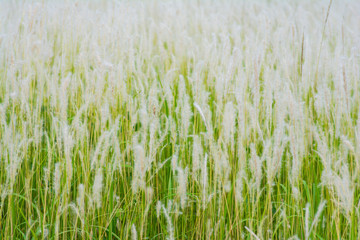 Plain white flowers in the garden