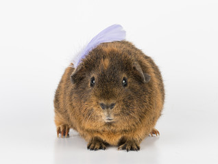 Guinea  Pig - Stock Image.