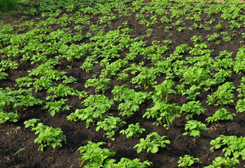 Growing eco friendly potatoes