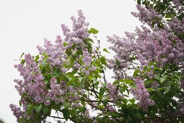 lilac bush