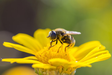 Mosquito on yellow flower