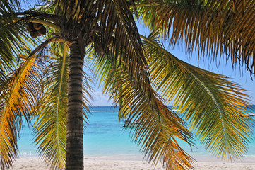 Isla Saona, Dominican Republic