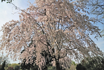 Cherry Blossoms