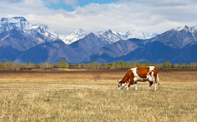 Fototapeta na wymiar Mountain rural landscape. Dairy cow grazing on meadow
