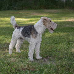 Fox terrier