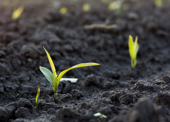 Corn sprout in soil on field