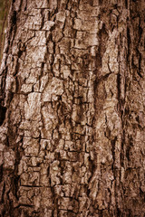 Tree bark texture