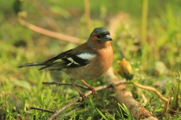 Зяблик, сидящий в траве