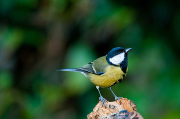 Obraz premium Cincia