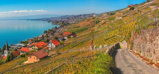 Obraz premium Terraced vineyards of Lavaux in Swistzerland and Lake Geneva 