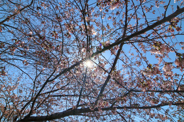 Cherry Blossoms