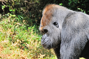Gorilla