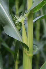 Obraz premium Closeup of blooming corn in the farm.