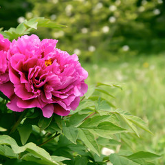 Blossom Pink Peony. Spring Flowers in the Park.
