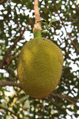 The ripe jackfruit on tree in the garden.