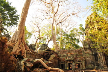 Angkor Ta Prohm Temple of Cambodia