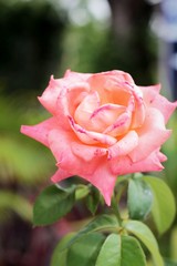 Beautiful roses with the nature
