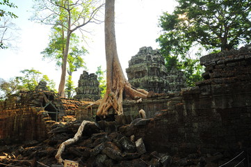 Angkor Ta Prohm Temple of Cambodia