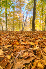 Accotink Park, Virginia