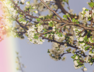 Spring Branches
