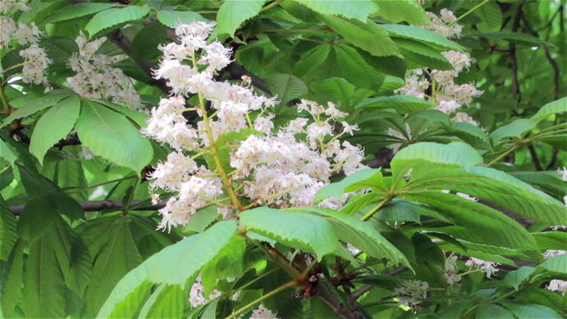 blooming chestnuts
