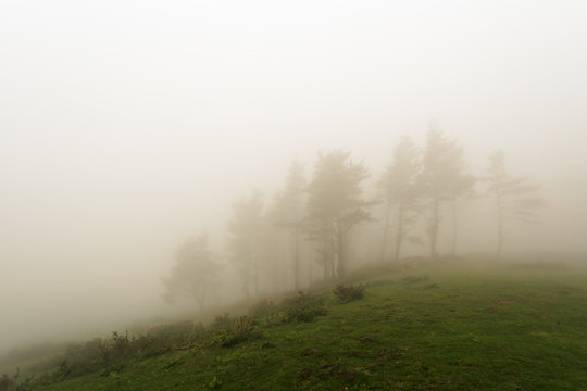 Fototapeta trees with fog on hill