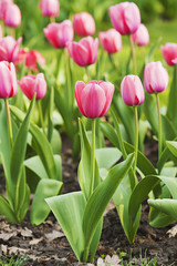 Pink beautiful tulips