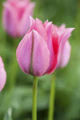 Obraz na płótnie Canvas Pink beautiful tulips