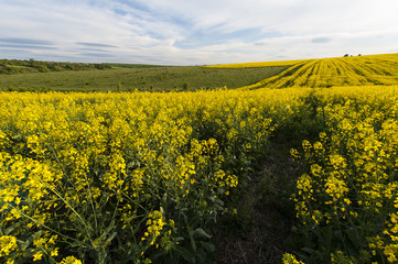 Blue sky and yellow field
