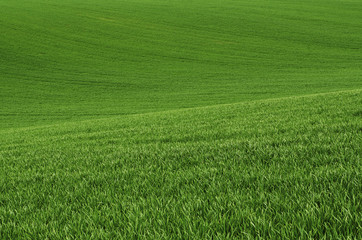 Green grass field background
