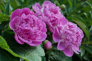 Pink Peony