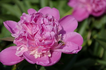 Pink Peony